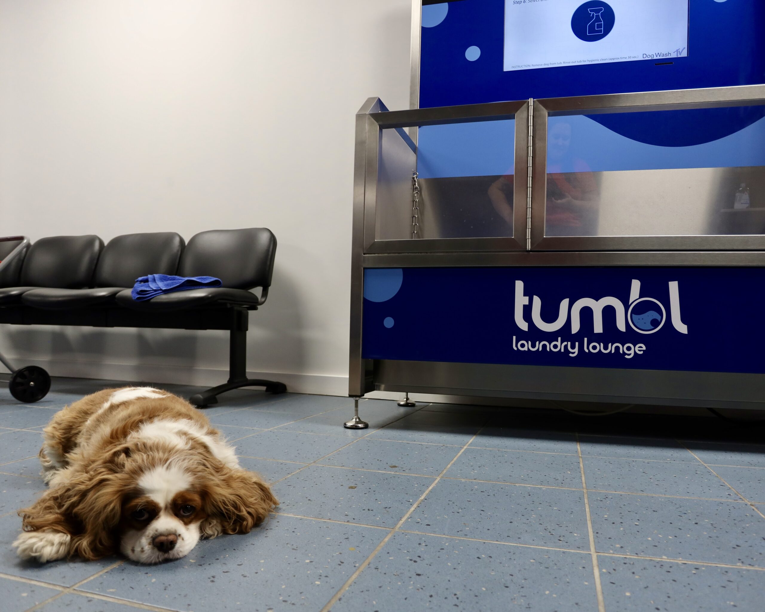 romie next to dogwash